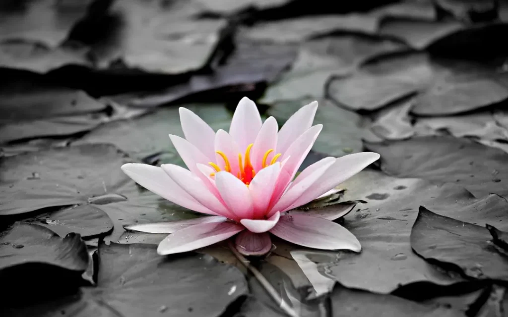 What exactly are you manifesting?