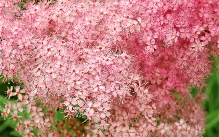 meadowsweet-2570956_1280